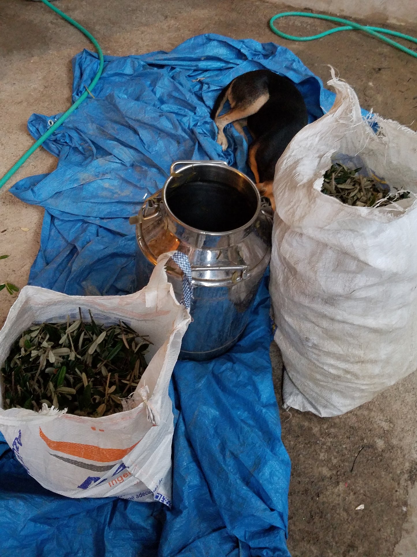 Month Long Essential Oil Distillation Internship